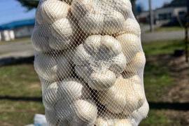 にんにくの王様　青森にんにく『白玉王』最高規格　中玉(特別な日・贈答用：500g)