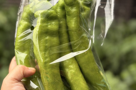 水耕栽培】夏限定！シャキシャキ空心菜（エンサイ）1kg：茨城県産の