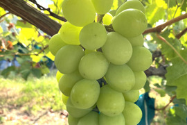 不揃い 完熟シャインマスカット 2~3房1.2kg