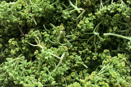 京都産　天然　花山椒　約140グラム　B品