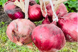 信州産紅玉ねぎお箱込み五キロ Amazon.co.jp: 北海道産紫玉ねぎ（L～L大）5kg (赤たまねぎ