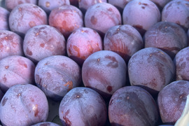 山梨県産完熟すもも「菅野中生」