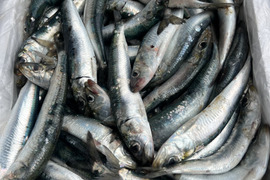 秋田県産　マイワシブロック　9kg 急速冷凍