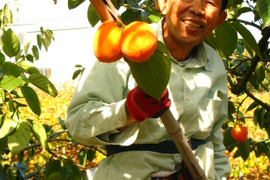 年末の大人の柿仕事：コレを食べれば勝手に元気になれる