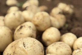 デジマ｜ホクホク旨味あふれる新じゃが　皮ごと食べられる島じゃがいも　２kg