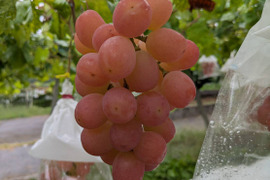 📺フジ「サン！シャイン」で紹介📺幻の牧丘天空サンシャインレッド🍇すでに1年待ち早い者勝ち！雲海を見下ろす標高約1000m天空ブランド【敬老の日ギフト】【朝どれ高級ぶどう】2026年9月中旬～順次発送