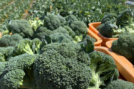 淡路島からのブロッコリー5株🥦　特別栽培農産物