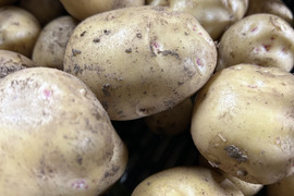 ほくほくじゃがいも　5kg