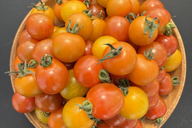 カラフルミニトマト食べ比べセット800g｜福島県大熊町産｜サンゴ砂礫農法