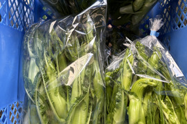 プンタレッラ / puntarella バラの蕾1kg