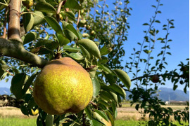 お届けは１０月下旬～食べ頃をお届け♪【おうち用ラフランス 】約２ｋｇ(５～１０玉)
