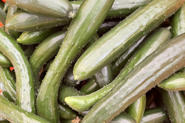 【曲がり】ハウスきゅうり 10キロ 宮崎県産