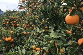 果汁たっぷり！清水の早生みかん(ご家庭用5キロ)