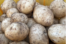 【自然栽培】ニシユタカ（じゃがいも）5㎏（肥料・農薬不使用）ばれいしょ