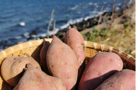 島さつまいも三彩セット 紅はるか/安納芋/高系14号 計２kg【ほくほく・ねっとり食べ比べ】