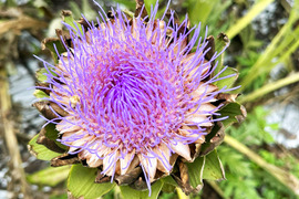 【ドライにも】希少な国産アーティチョーク（2~3本）農薬・化学肥料不使用