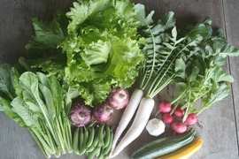 根っこ農園　自然風味お野菜セット