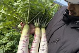 【緻密な肉質】自然栽培 会津赤筋大根 訳あり品 7.5kg~8kg