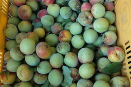 【自然栽培】山の中で農薬を使用せずに誰にも迷惑をかけずに育てた南高梅　サイズ混合　2ｋｇ　青梅　梅酒用　梅シロップ用　梅ジュース用　農薬不使用