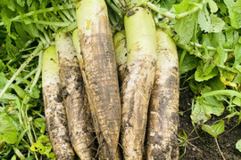 超人気！！葉っぱ付き大野ヶ原大根規格外4本