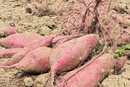 熟成さつまいも　ねっとりしっとり！　紅はるか（サイズいろいろ）　１０㎏