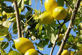 レモン1kg（栽培期間中農薬不使用）