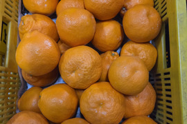 春の風香る　プリップリのはるみみかん　10k