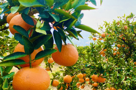 【甘酸っぱいつぶつぶ食感！】愛媛県産伊予柑（ご家庭用）4kg