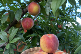 パリパリ食感のワッサー(北信濃産) 桃🍑とネクタリンの良いとこどり 2kg前後(8個〜11個)
⭐︎木採りは終盤となりました。お早めにどうぞ。