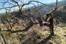 【注文殺到・数量限定】見た目だけで弾かれた「中身特A級」！柿の聖地・西吉野の完熟富有柿3kg（ご家庭用）