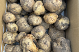 農薬・化学肥料不使用 新じゃが キタアカリ　４キロ以上とおまけセットお入れしてお届けいたします。