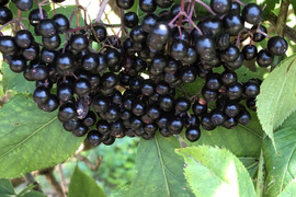 自然農法栽培　農薬不使用　生のエルダーベリー100グラム　希少な国産のローエルダーベリーを冷凍便でお届けいたします。
そのまま食べたり、ジャムなどにも。