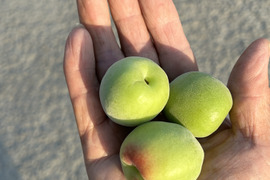 南高梅Ｌサイズ約5kg (梅干し、シロップ、ジャム等用)