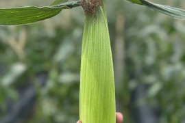 【朝採り野菜】プレミアム味来90 10本