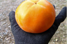 【送料500円引き】和歌山県産　富有柿　（家庭用）A品 2kg（箱込み）