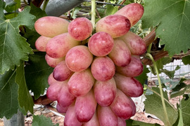 超希少品種 ぶどう マニキュアフィンガー 、マスカットノアールとセット宅急便 マニキュアフィンガーの通販｜ぶどう｜食べチョク｜産地直送