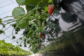 三重県産いちご章姫　約250g×4p