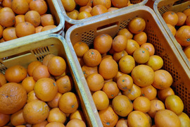 きよみオレンジ『サイズ混合』3.5kg（箱込）80