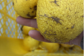 【訳あり】のため通常の半額でお出しします！鹿児島県産　甘くて爽やか！【黄金柑】4ｋｇ程度