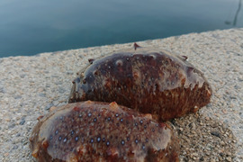 柔らか～い！赤なまこ  素潜り漁で獲ったどー❗相島産