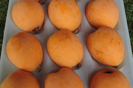 限定15ケース🙇‍♂️2023年度超希少です....
ながさきびわ "涼風" 3L 12玉　(化粧箱入り)