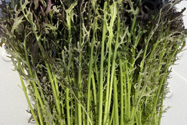 水耕栽培！　大容量　赤からし菜　1kg