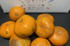 【規格外】【加工用】暴れん坊の甘平、見た目は荒れても味は嘘をつかない  加工にするなら、シッカリ酸味の残ったこの時期限定！タップリお得🉐