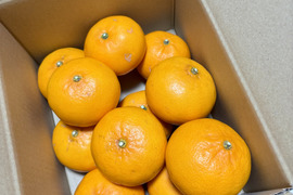 🍊【訳あり】【家庭用】せとか🍊（小玉・2キロ箱込み）