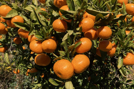 【樹上完熟】『濃厚　興津早生みかん(風のいたずら）』　10kg