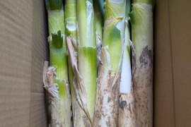 🚨SALL🌿🎁🌿5人気🚩極太2Lｻｲｽﾞ【4本増量】12本❗❗🌿至福の極甘ネギ✨信州産✨【特別栽培】✨【無消毒栽培】