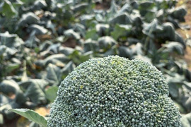 【訳あり】京都府産　甘～くて美味しい♪山城のブロッコリー3株