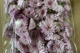 【2026年度予約】山形伝統野菜 食用菊紫色150g（モッテ菊）