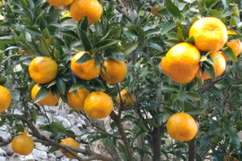 【広島県産】芳醇な香り、ポンカン🍊