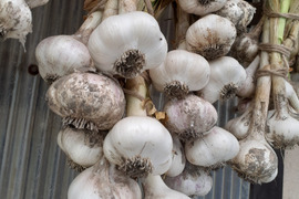 ホクホクで甘いホワイト六辺ニンニク！1kg【栽培期間中農薬・化学肥料不使用】